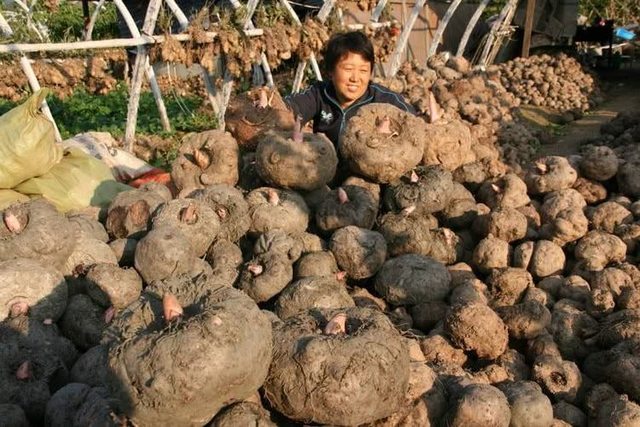 农村小伙虽然没有种植它,但是却靠它年入几十万!